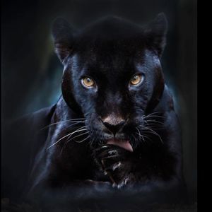 Meet your Posher, Jose